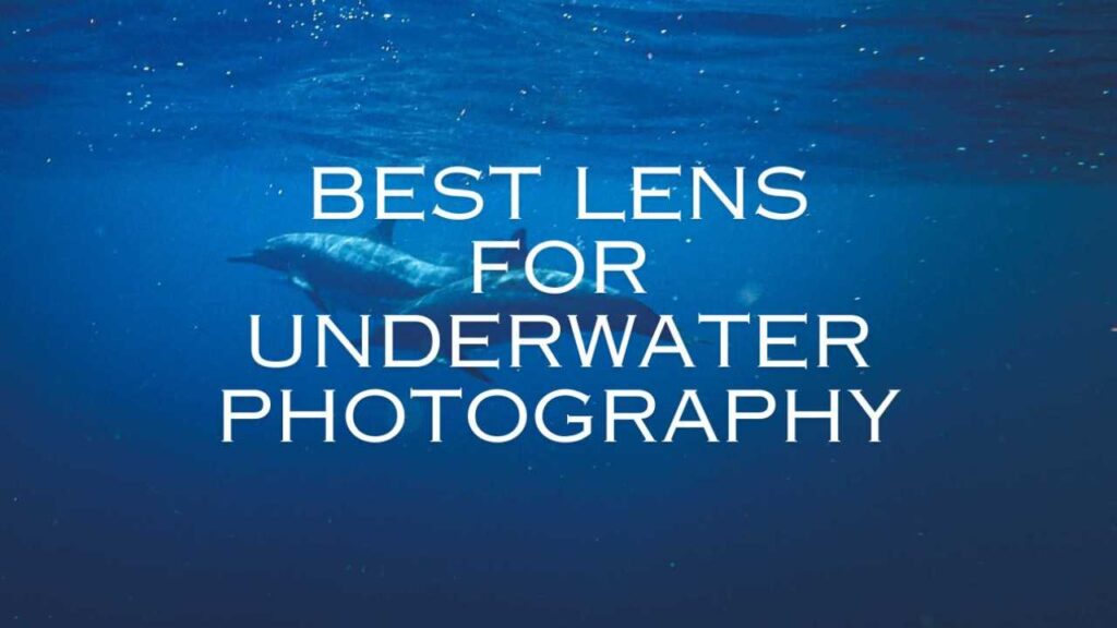 Best Lens for Underwater Photography